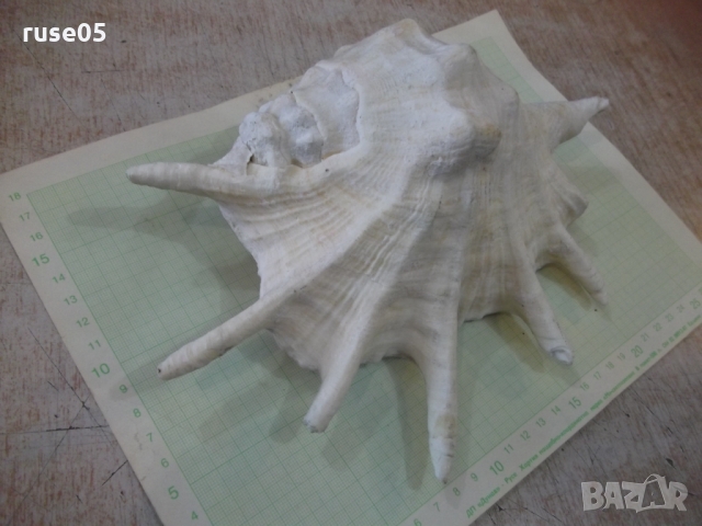 Раковина - 23, снимка 5 - Други ценни предмети - 36038470