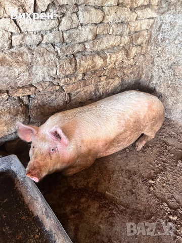 Продавам домашно отгледани  прасета, снимка 6 - За селскостопански - 51880163