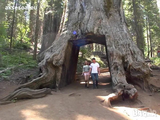 Нови Екзотични 15 семена от гигантска секвоя мамутово дърво sequoiadendron giganteum за декорация, снимка 12 - Сортови семена и луковици - 50223558