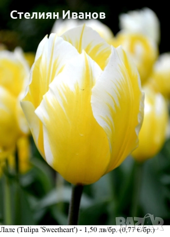 Лале (Tulipa 'Sweetheart') – луковици