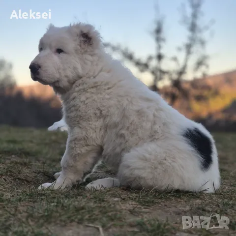 Средноазиатска овчарка–Алабай, снимка 3 - Средноазиатска овчарка - 48611649