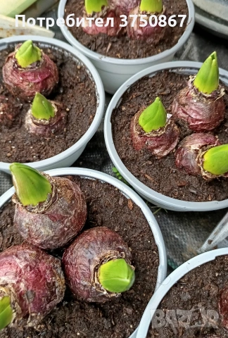 🌸🌿💞 Зюмбюл в саксия (Hyacinthus), снимка 12 - Градински цветя и растения - 53385103