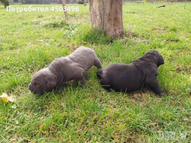 Чисто кръвни.Две женски и три мъжки., снимка 3 - Кане корсо - 52896077