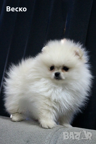Померан мини мъжки , снимка 7 - Померан - 53731714