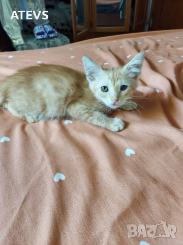 Малко рижо коте търси дом - спешно!, снимка 10 - Други - 51694320