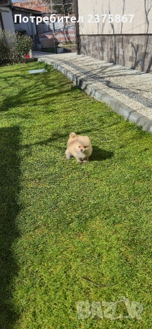 мъжко померанче,померан