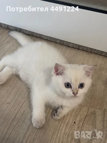 Британски котета 