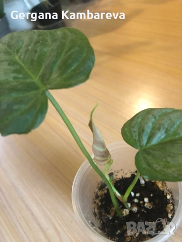 Philodendron Majestic 