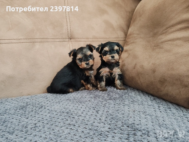 Йоркширски териер - женски 