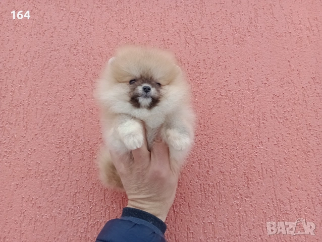 Женски мини Померан. Реални снимки от 02.02.26 г. , снимка 4 - Померан - 53321917