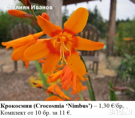 КРОКОСМИЯ (Crocosmia) - РАЗЛИЧНИ СОРТОВЕ (ЛУКОВИЦИ), снимка 7 - Сортови семена и луковици - 53654328
