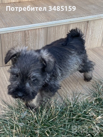 Мини Шнауцер ,Цверг Шнауцер, снимка 6 - Други - 53142237