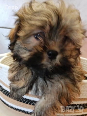 Ши пу, снимка 12 - Ши Тцу - 53678630