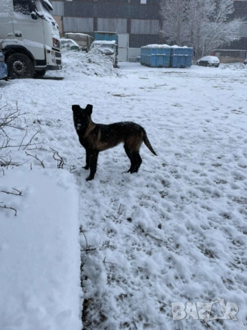 Малиноа- белгийска овчарка, снимка 2 - Белгийска овчарка - 53569363