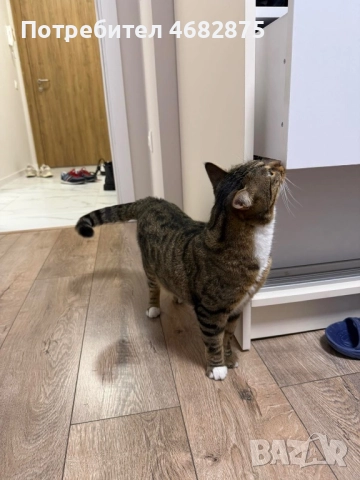 Спешно търси дом – ДОМАШЕН КОТАРАК, снимка 6 - Други - 52794447