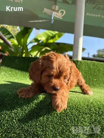 Кавапу (Cavapoo ), снимка 6 - Кавалер кинг чарлз шпаньол - 55976392
