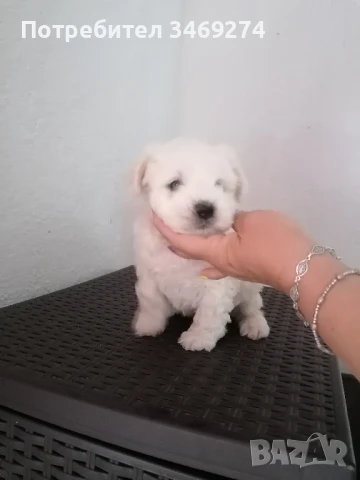 бишон фризе - френска болонка момченце, снимка 1
