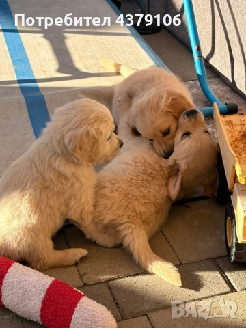 Голдън ретривър момче родословен баща, снимка 2 - Голдън ретривър - 52909387
