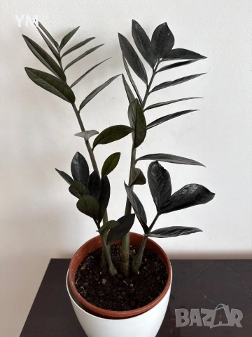 Замиокулкас Равен