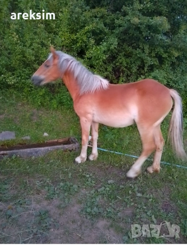 Продавам кобила