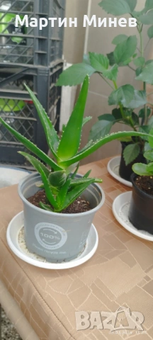 Комплект 6 цветя за 20 евро, снимка 6 - Стайни растения - 52480621