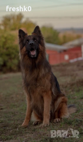 Немска овчарка мъжка за разплод, снимка 6 - Немска овчарка - 50524833