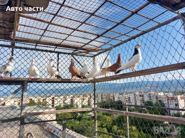 пазарджишки високолетачи.със добри полети, снимка 2 - Гълъби - 41818427