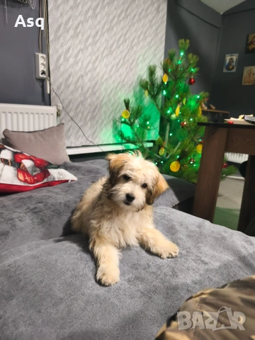 Болонка женкса, снимка 2 - Болонка - 53200248