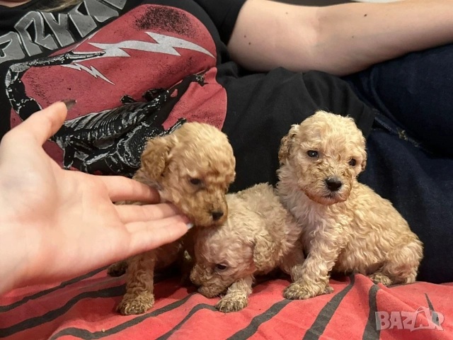 Пудел той , снимка 3 - Пудели - 53697550