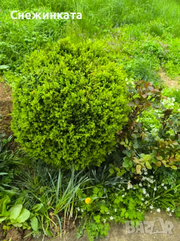 Чемшири- 30-100лв, снимка 3 - Градински цветя и растения - 49939319