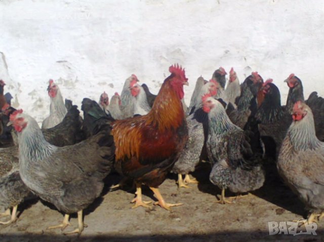 Катунски яйца, кокошки и петли, снимка 1 - други­ - 32540010