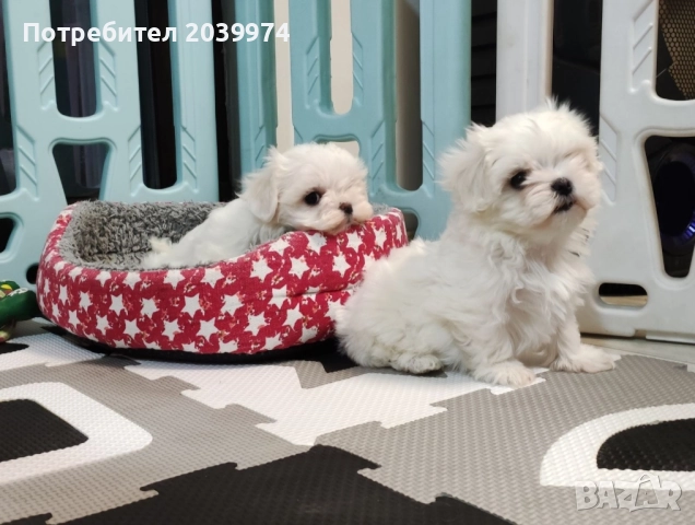 Малтийска болонка