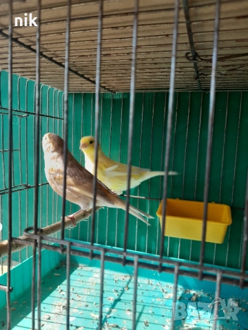 Канарче"Орфей", снимка 4 - За птици - 51832475