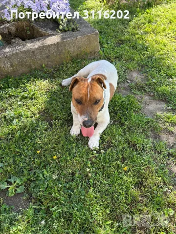 Джак ръсел, снимка 5 - Джак ръсел териер - 50152976