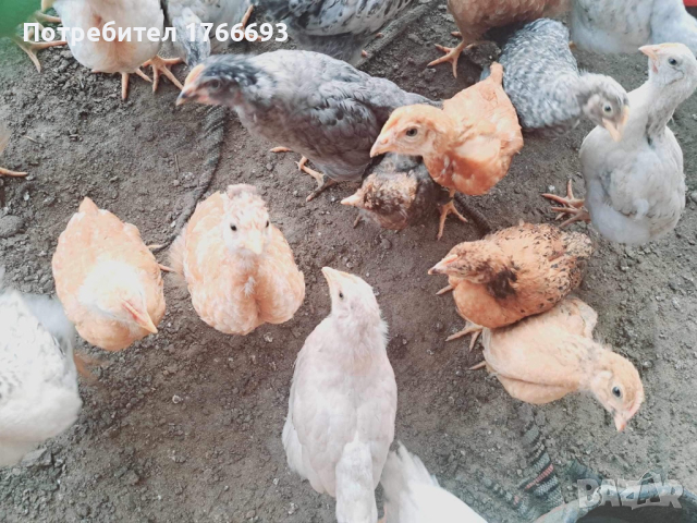 Пилета на 1 месец, снимка 2 - Кокошки и пуйки - 44750319