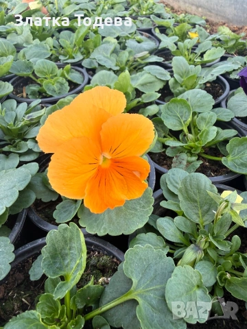 Зюмбюл, иглика, карамфил и др., снимка 14 - Градински цветя и растения - 53506898