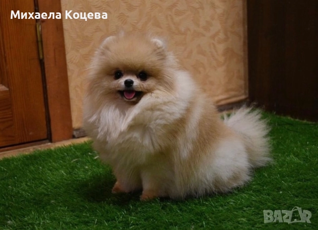 Мини Померани , снимка 11 - Померан - 52447230