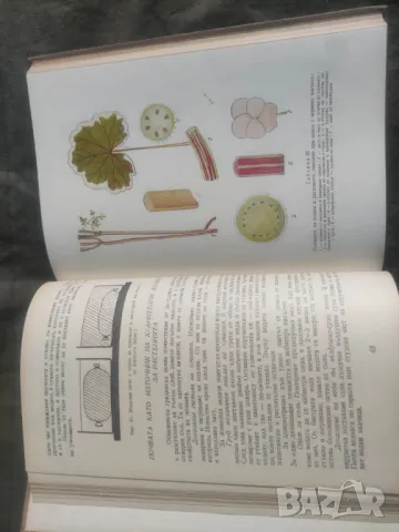 Продавам книга "Ръководство за практически занятия по ботаника " Р. Дочева-Попова.., снимка 5 - Други - 49218513