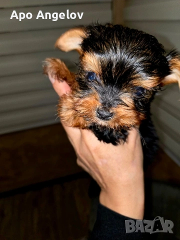 Йоркширски териер Мини 