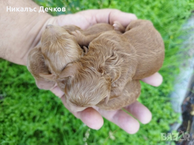 Tea Cup Пуделчета , снимка 5 - Пудели - 53537075