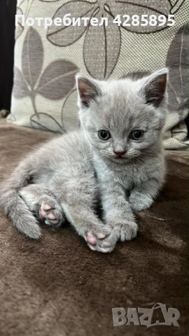 Британска късокосместа