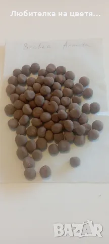 семена Брахея Армата 2 евро за брой, снимка 4 - Сортови семена и луковици - 48041156