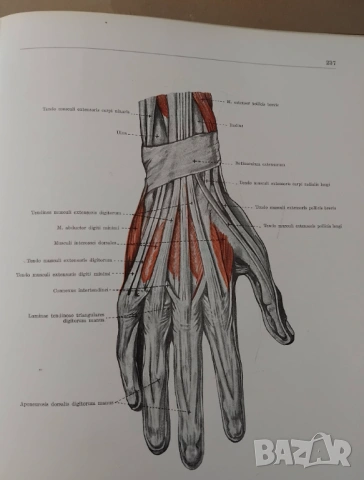 "Анатомичен атлас на човешкото тяло" в три тома, снимка 6 - Енциклопедии, справочници - 53657241