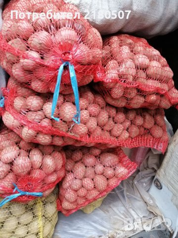 Картофи семе, снимка 2 - Разсади - 38859078