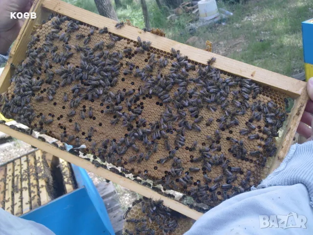 Пчелни майки, отводки и кошери по програмите 2026, снимка 8 - Други - 48152487
