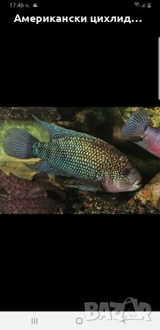 Цихлазома октофасциатум-Джак Демпси, снимка 2 - Рибки - 42615609
