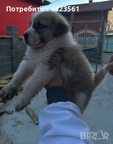 Сао-Алабай, снимка 4 - Алабай - 53023409