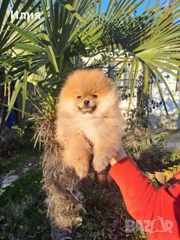 Продавам померан , снимка 6 - Померан - 52913555
