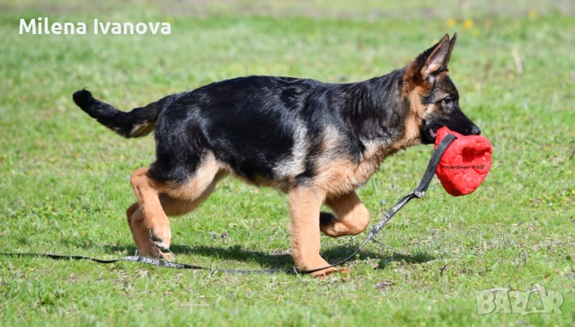 Женска немска овчарка с родословие , снимка 3 - Немска овчарка - 53763947