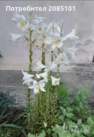Луковици от Бял Крем (Мадонска Лилия / Lilium Candidum), снимка 2 - Градински цветя и растения - 56087751